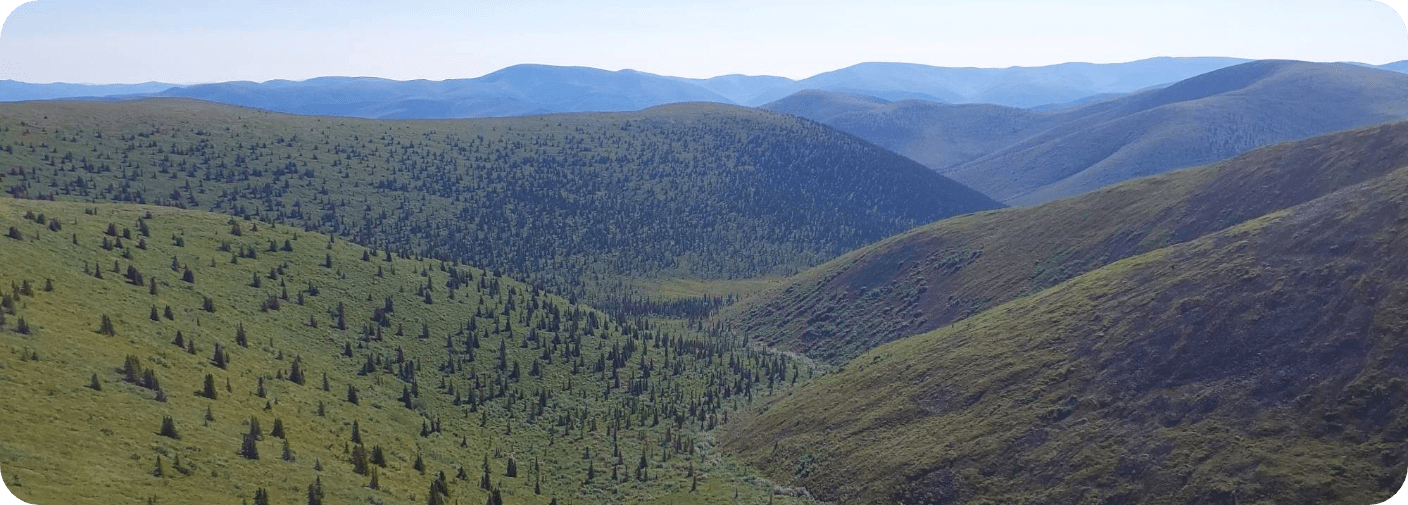 Birch project landscape